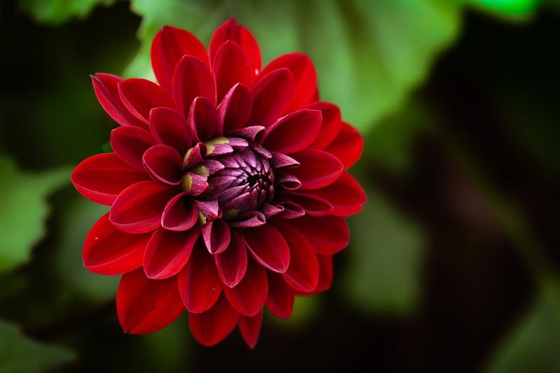 Floral Beauty Shots