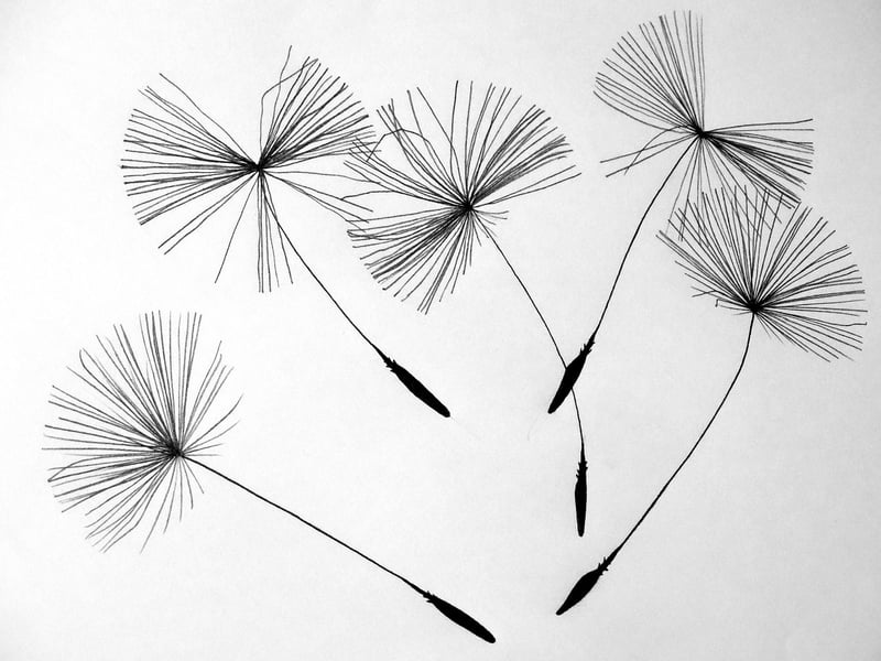 Flower Drawings