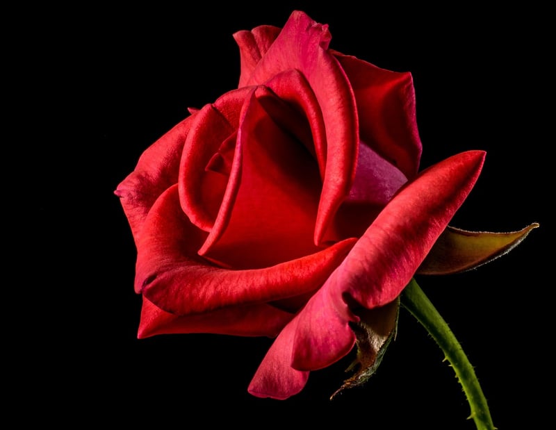Floral Beauty Shot 3