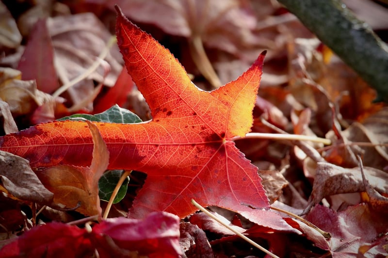 Leaf Art