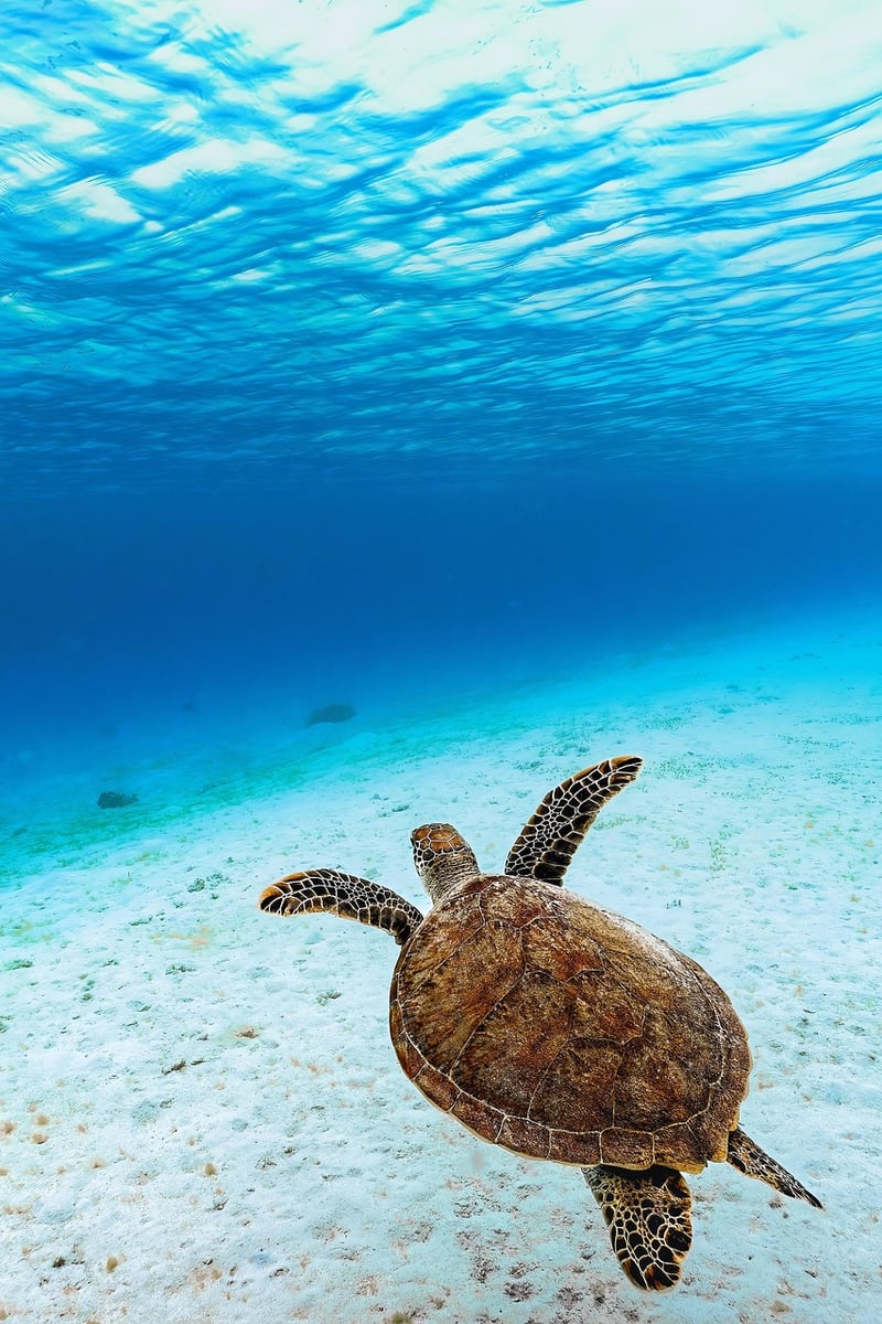 Oceanic Pattern