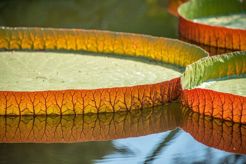 Water Lilies